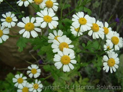 Feverfew (maybe) 